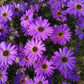 200 Purple Mix SWAN RIVER DAISY Brachyscome Iberidifolia Flower Seeds