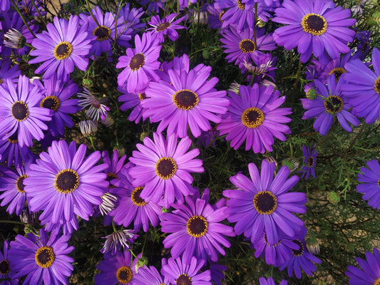 200 Purple Mix SWAN RIVER DAISY Brachyscome Iberidifolia Flower Seeds