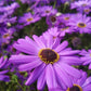 200 Purple Mix SWAN RIVER DAISY Brachyscome Iberidifolia Flower Seeds