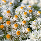 100 PEARLY EVERLASTING Anaphalis Margaritacea Fragrant Butterfly Flower Seeds