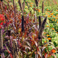 25 RED JEWEL MILLET Setaria Italica Ornamental Grass Flower Seeds