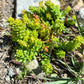 50 ROCK PINE Orostachys Japonica Multicolored Succulent Pink Flower Houseplant Seeds