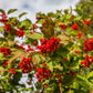 30 EUROPEAN CRANBERRY / SNOWBALL Tree Guelder Rose Viburnum Opulus Red Fruit White Flower Seeds