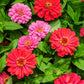 250 EXQUISITE ZINNIA Elegans Changes Color Red - Hot Pink Pale Pink Flower Seeds