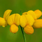 200 BIRDS FOOT TREFOIL (Birdfoot Deervetch / Cats Clover / Ground Honeysuckle) Lotus Corniculatus Fabaceae Flower Seeds