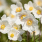 5 MADONNA ANEMONE Sylvestris White & Yellow Flower Seeds
