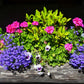 200 Lavender & White MRS CLIBRAN LOBELIA Erinus Flower Seeds