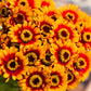 250 ZIN MASTER ZINNIA Mix Elegans Mixed Colors Flower Seeds