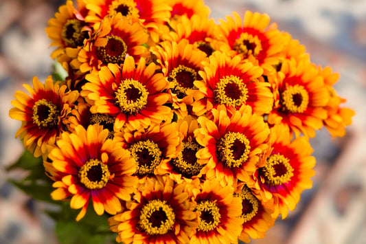 50 SOMBRERO ZINNIA Elegans Mexican Zinnia Haageana Orange Red Yellow Bicolor Flower Seeds