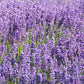 500 True ENGLISH LAVENDER VERA Lavandula Angustifolia Vera Herb Purple Flower Seeds