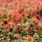 20 NEW ZEALAND BURRS Scarlet Piripiri Acaena Microphylla Flower Ground Cover Seeds