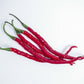 300 THIN CAYENNE PEPPER Hot Chili Long Green Red Slim Capsicum Vegetable Seeds
