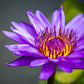 3 Organic Mixed Colors LOTUS Nelumbo Nucifera Pond Water Lily Lilypad Blue Red Flower Large Seeds