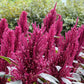 250 PRINCES FEATHER AMARANTHUS Cruentus Oeschberg Purple Red Flower Herb Seeds