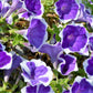 50 PICOTEE MIX PETUNIA Multiflora Mixed Colors Bicolor White Blue Purple Pink Red Flower Seeds