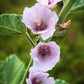 50 WHITE MARSH MALLOW Althaea Officinalis Flower Seeds