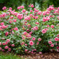 5 PINK ROSE Rosa Bush Shrub Perennial Flower Seeds