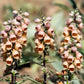 50 RUSTY FOXGLOVE Hummingbird Flower Digitalis Ferruginea Yellow Herald Seeds