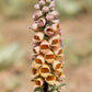 50 RUSTY FOXGLOVE Hummingbird Flower Digitalis Ferruginea Yellow Herald Seeds