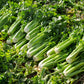 1000 TENDERCRISP CELERY Stalks & Leaves Apium Graveolens Vegetable Seeds