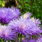 30 VIOLET Purple NEEDLE ASTER Callistephus Chinensis Unicom Flower Seeds