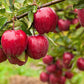 25 PARADISE APPLE Red Delicious Common Malus Pumila Domestica Fruit Tree Seeds