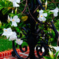 5 CHILEAN JASMINE / MANDEVILLA Laxa White Fragrant Flower Vine Seeds