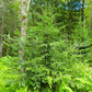 30 BALSAM FIR Tree Abies Balsamea Christmas Tree Silver Pine Canadian Fir Native Evergreen Seeds