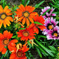 30 Mixed Colors GAZANIA Rigens Treasure Flower Seeds