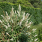 50 WHITE BUTTERFLY BUSH Buddleja Davidii Flower Seeds