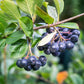 50 BLACK CHOKEBERRY Aronia Melanocarpa White Flower Fruit Shrub Seeds