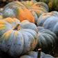 15 JARRAHDALE GREEN PUMPKIN Jarradale Blue Grey Cucurbita Maxima Vegetable Seeds