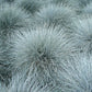 100 BLUE Sheeps FESCUE GRASS Festuca Ovina Glauca Cinerea Seeds