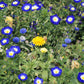 35 Blue Dwarf ROYAL ENSIGN MORNING GLORY Convolvulus Tricolor Royal Blue White & Yellow Flower Vine Seeds