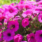 200 Mixed LAURA BUSH PETUNIA Violacea Integrifolia Pink Purple Trumpet Flower Seeds