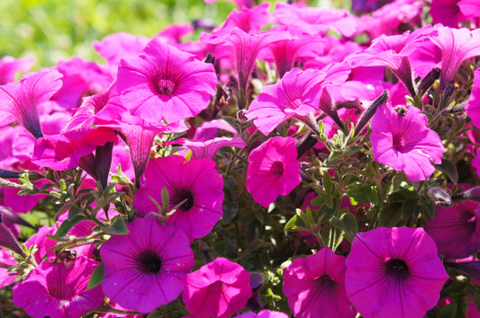 200 Pink LAURA BUSH PETUNIA Violacea Integrifolia Perennial Frilled Trumpet Flower Seeds
