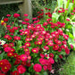 100 RED ENGLISH DAISY Bellis Perennis Double Flower Seeds