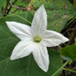 10 SNAKE GOURD Multicolored Craft Gourd Lagenaria Siceraria Vine Seeds