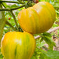 50 PINEAPPLE TOMATO Heirloom Beefsteak Indeterminate Solanum Fruit Vegetable Seeds