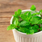 500 SPEARMINT (English Mint) Mentha Spicata Herb Flower Seeds