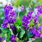 10 GOLDEN DEWDROP Duranta Erecta Repens Golden Foliage Blue Violet Purple White Flower Orange Ornamental Berry Shrub Seeds