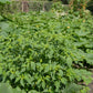 50 PINEAPPLE TOMATILLO Yellow Ground Cherry Physalis Ixocarpa Fruit Vine Seeds