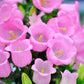200 Rose Pink CANTERBURY BELLS - CAMPANULA Medium Flower Seeds