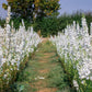 150 WHITE KING LARKSPUR Delphinium Consolida Giant Imperial Flower Seeds