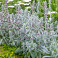 100 Wolly LAMBS EAR Stachys Byzantina Silvery Fuzzy Leaves Purple Flower Seeds