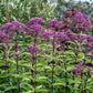 50 Mixed Colors JOE PYE WEED Eupatorium Maculatum Flower Seeds