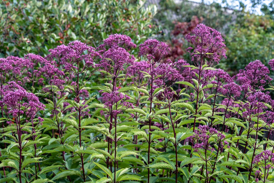 50 Mixed Colors JOE PYE WEED Eupatorium Maculatum Flower Seeds