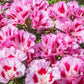 500 DOUBLE DEUCES GODETIA Grandiflora Clarkia Amoena Mixed Colors & Bicolor Flower Seeds