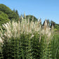 1000 CULVERS ROOT (Black Root) Veronicastrum Virginicum Flower Seeds