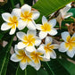 10 MIXED COLORS PLUMERIA Seeds - Lei Flower Frangipani Mix Fragrant Shrub Small Tree Pink Red Yellow White Peach Two Tone